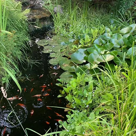 Dom Pod Brzozami 斯维诺乌伊希切