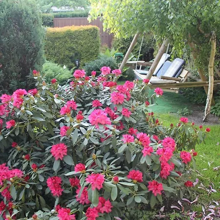 Dom Pod Brzozami 民宿 *